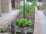 Wheelchair Height Garden