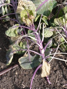 Brussel Sprout with Cold Injury