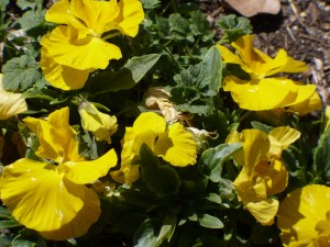 Yellow Pansies