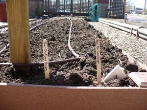 Peas Planted