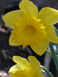 Daffodils