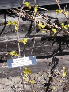 Lemon Lace Vine