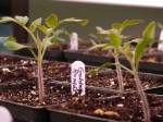 Tomato Seedlings