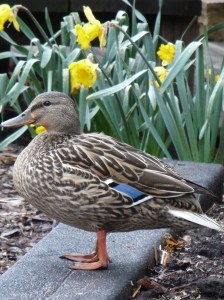 Duck & Daffodils