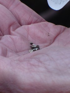 Lettuce Seeds Lettuce Seeds