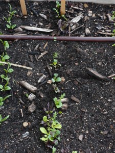 The 'Bright & Spicy' mesclun is partially thinned. 