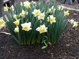Snake in the Daffodils