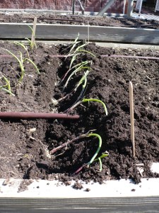 Plants in the trench