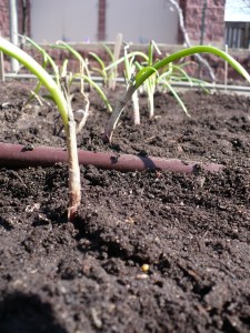Planted Onions