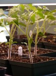 april-20-002 Tomato seedlings before going outside.