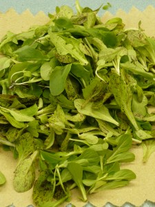 Pile of baby lettuces