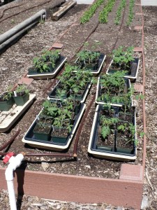 Seedlings Outside