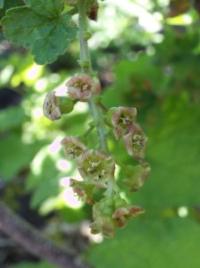 A cluster of tiny currant flowers
