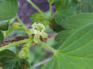 A close-up view of a gooseberry flower