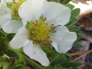 Close-up Strawberry Flower