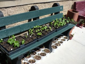 Wilty Peppers and Eggplant