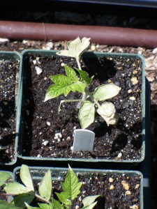 Scorched Roma Tomato