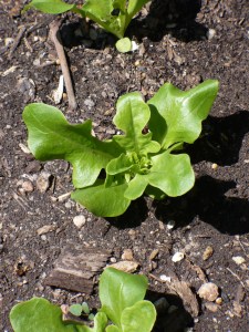 Berenice Lettuce