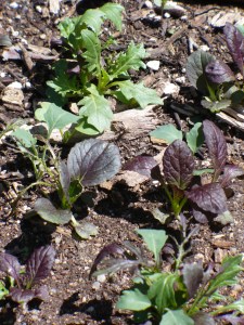 Mesclun