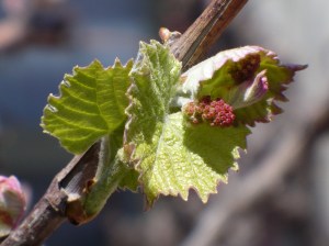 Grape buds