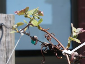 Grapevine two days later