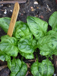 Bruised spinach