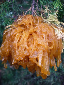 Huge Cedar Apple Rust Gall