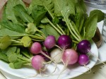 The radishes are medium-sized, but ready to start eating! 