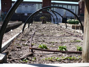 Hoops on The plastic hoops are in place. They help keep the row cover from resting on the plants, which can cause damage.