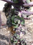 Brussels Sprouts, but not The rosette shaped sprouts should be forming nice tight little brussels sprout heads, but due to mistreatment are not developing properly.