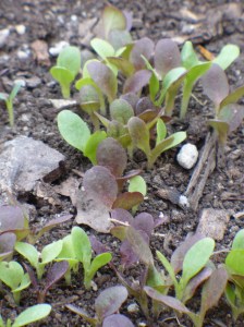 Lettuce seedlings