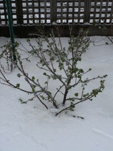 Snow Covered Currant