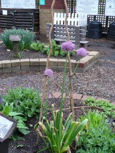 Flowering Alliums