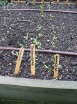 Beet seedlings