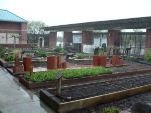 Rain Garden? Rain Garden?