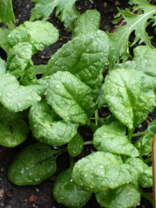 Wet Spinach Wet Spinach