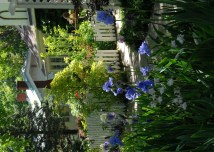 FrontYardInMay2008Irises