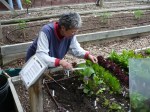 Harvesting Salad