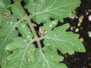 Flea Beetles