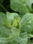 Pea Buds