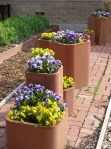 Pansies in Containers