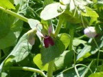 Purple Pea Bloom