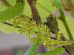 Grapes in bloom