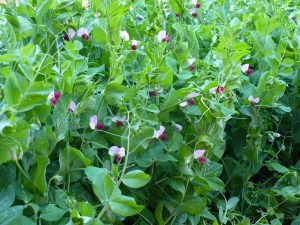 Dwarf Grey Sugar Pea