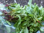 Baby Beet Greens