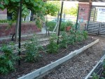 Tomato Row