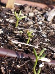 Bean seedlings
