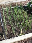 Onions May 4