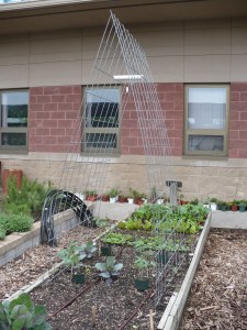 Tomato Trellis
