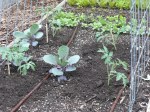 Tomatoes and cabbage